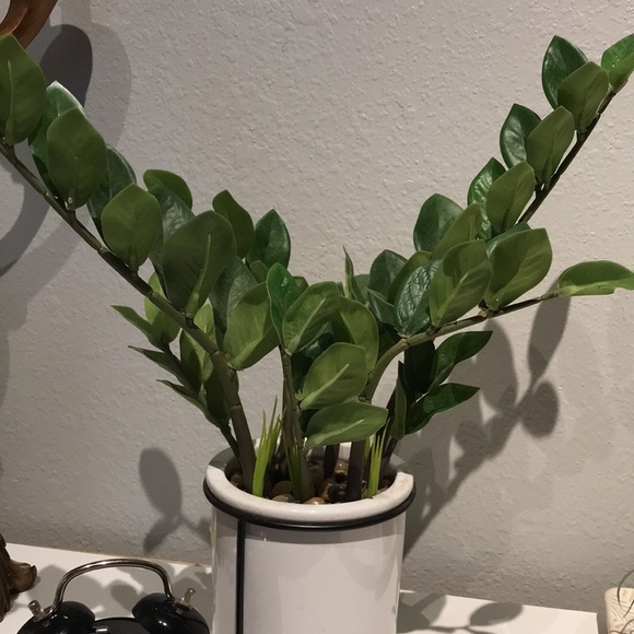 Faux Plant Artificial ZZ Plant Faux Greens NEW Perfect Size FINAL SALE - Picture 2 of 8